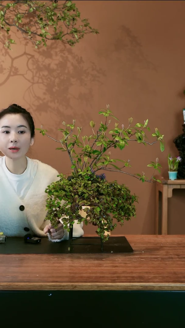 【闪购商品】盆景春花