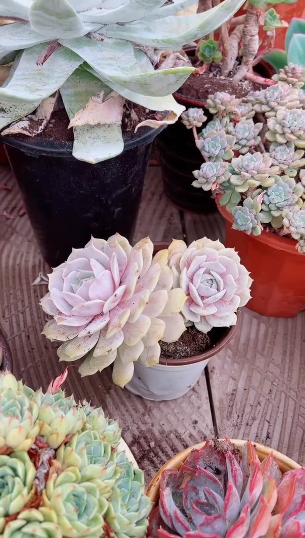 A****112226多肉植物一物一拍吧