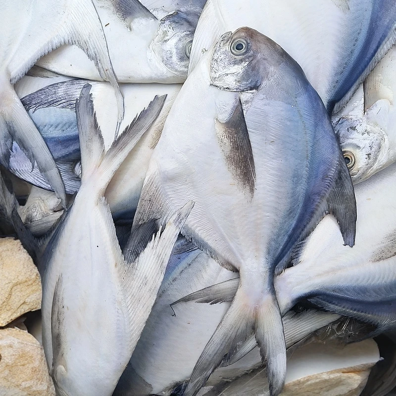 北海海捕斗鲳(白鲳),视频同款