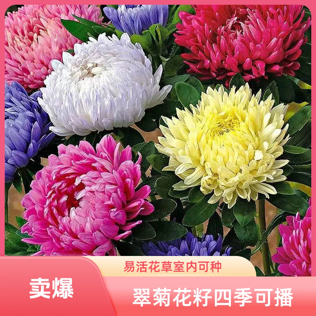 翠菊花春夏秋冬四季播种四季花籽室内盆栽植物花草新手易活百日