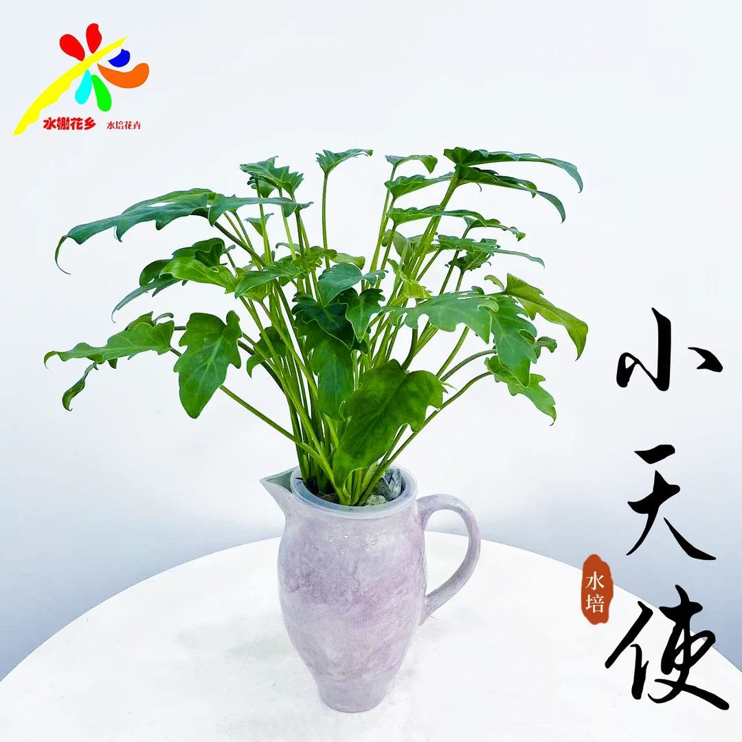 水榭花乡水培小天使绿植桌面款室内养护四季常青桌面耐阴简约家居