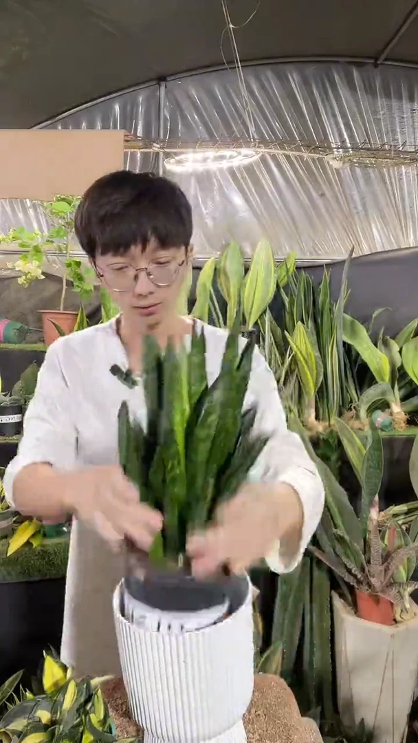 贝壳带盆土26.8.