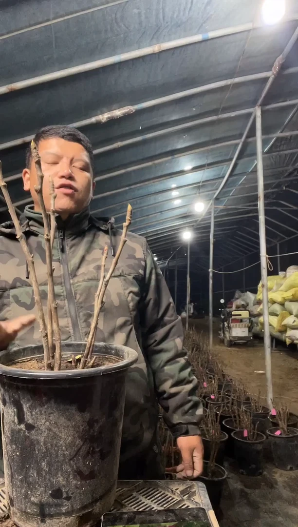朝衣，盆栽牡丹带盆带土发货