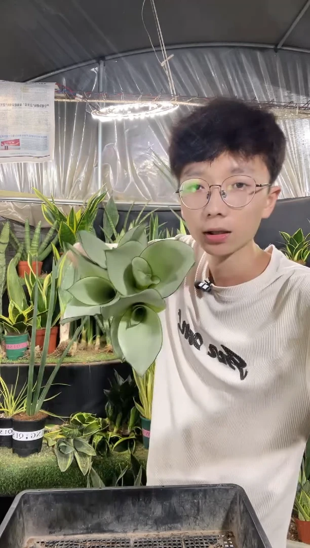 福利奶油白玉裸根5棵9.99