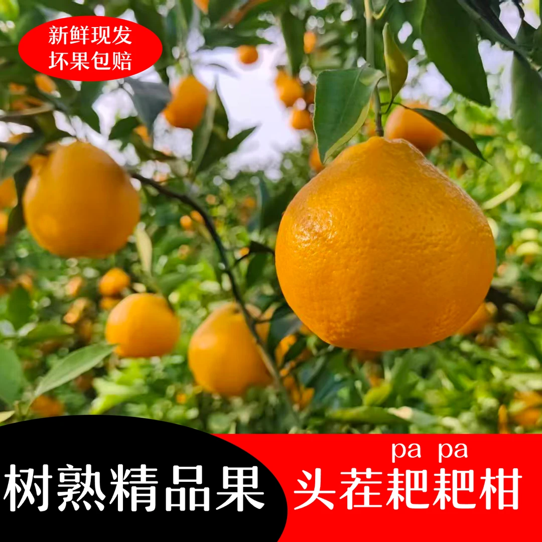 四川春见耙耙柑头茬树熟新鲜现摘现发粑粑柑早熟杷杷柑自然成熟