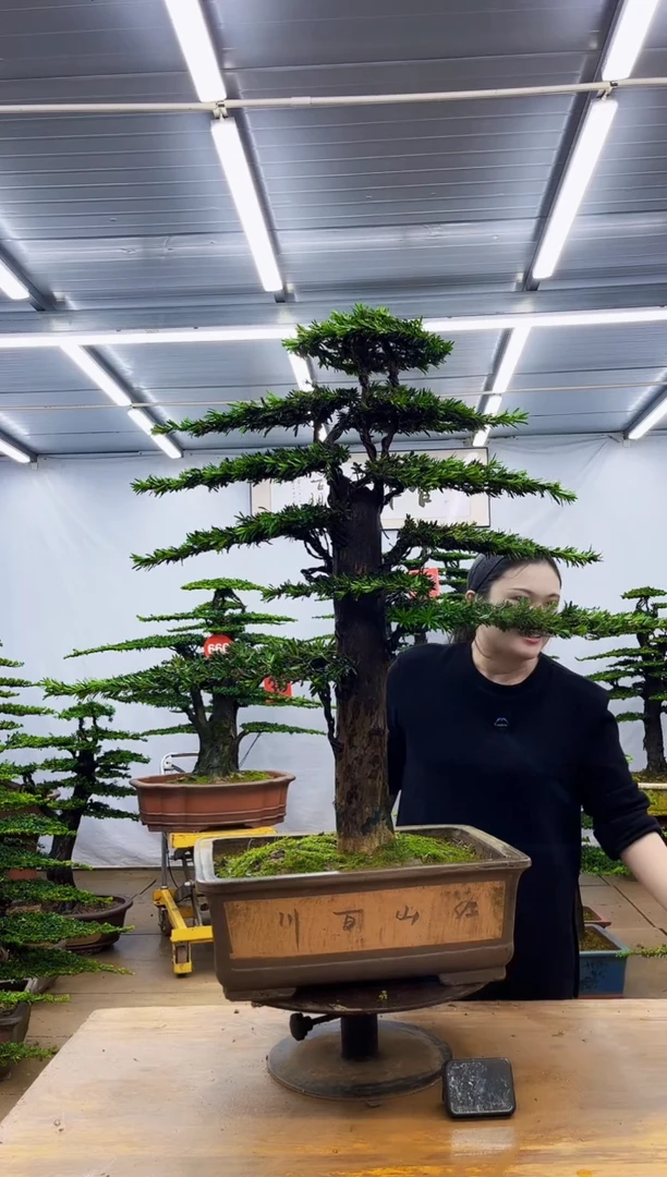 无花朵一物一拍，所见即所得