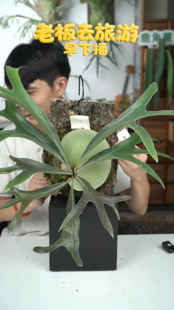 不开花植物H383-玛莎拉蒂孢子苗（叶片微瑕）