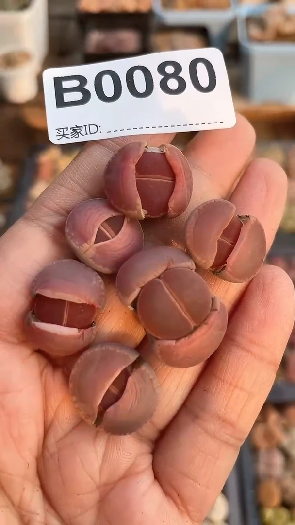 【闪购商品】0080直播一物一拍