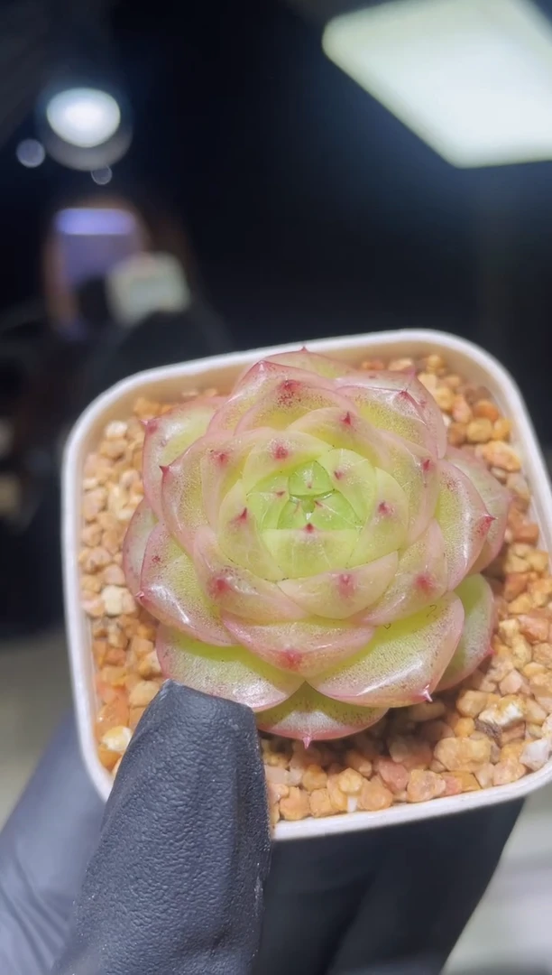 闪购2291  橘色霓虹多肉一颗  3.5-4厘米