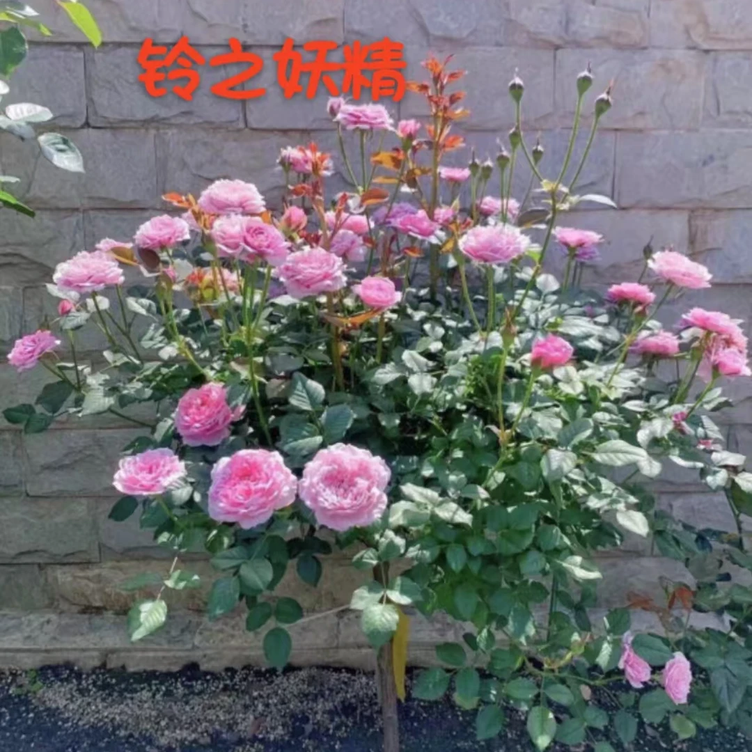 铃之妖精棒棒糖带盆带土发货