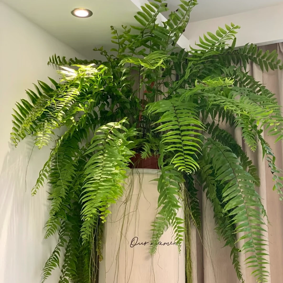 波士顿霸王蕨盆栽垂吊驱蚊绿植物室内好养四季常青净化空气除甲醛
