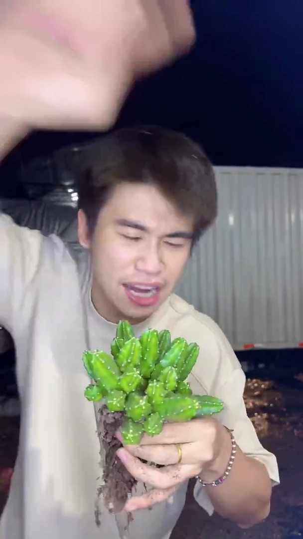 大号 多头 桃太郎【带根】