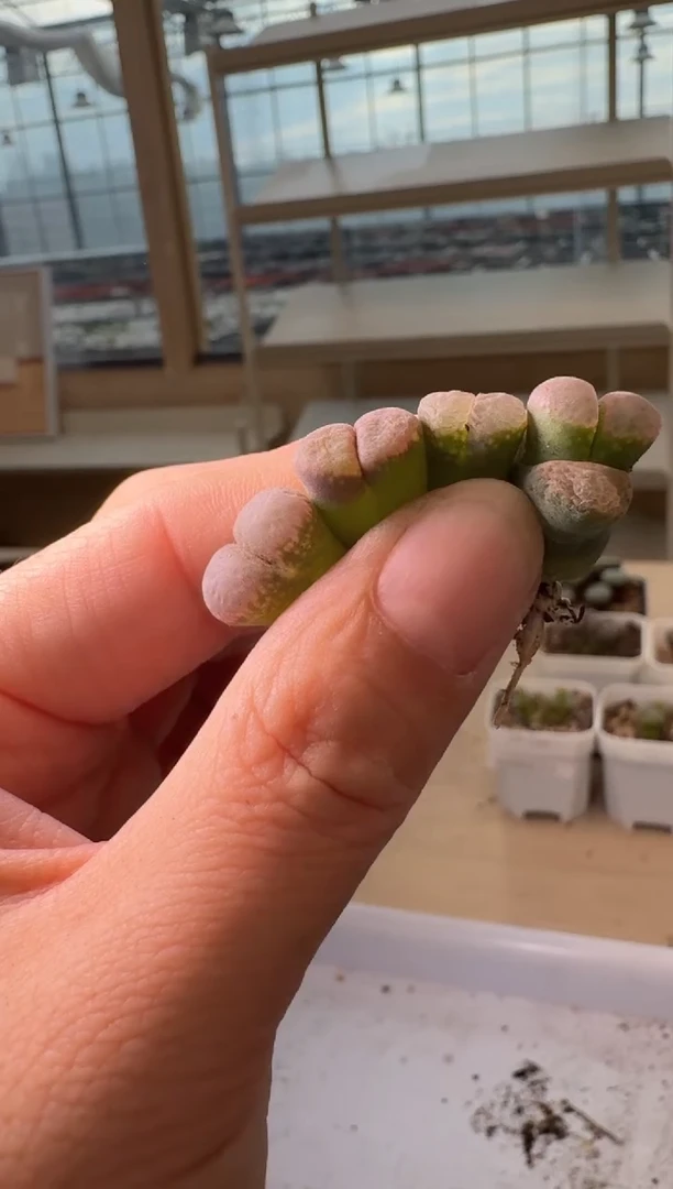24-248多肉植物肉锥