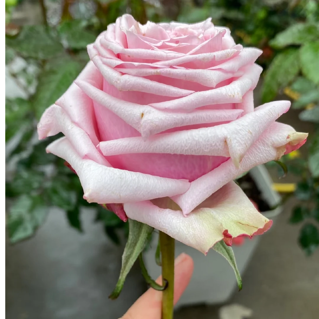 切花珍珠项链玫瑰花苗大花直立粉色月季