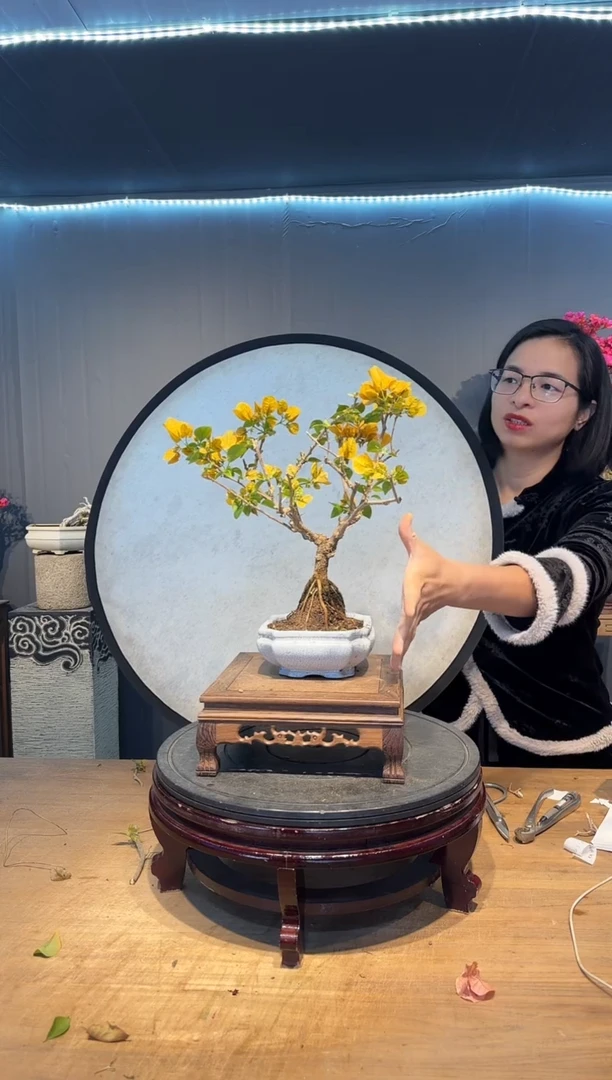 【闪购商品】往后   绿叶浅黄