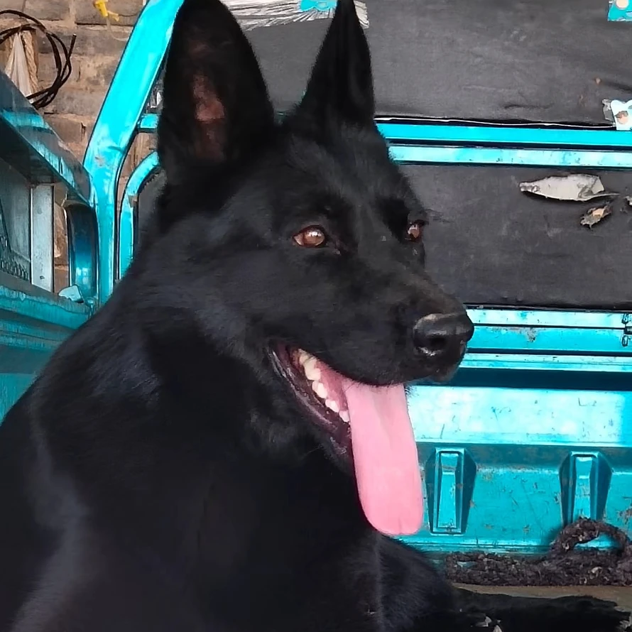 招财家的  东德幼犬