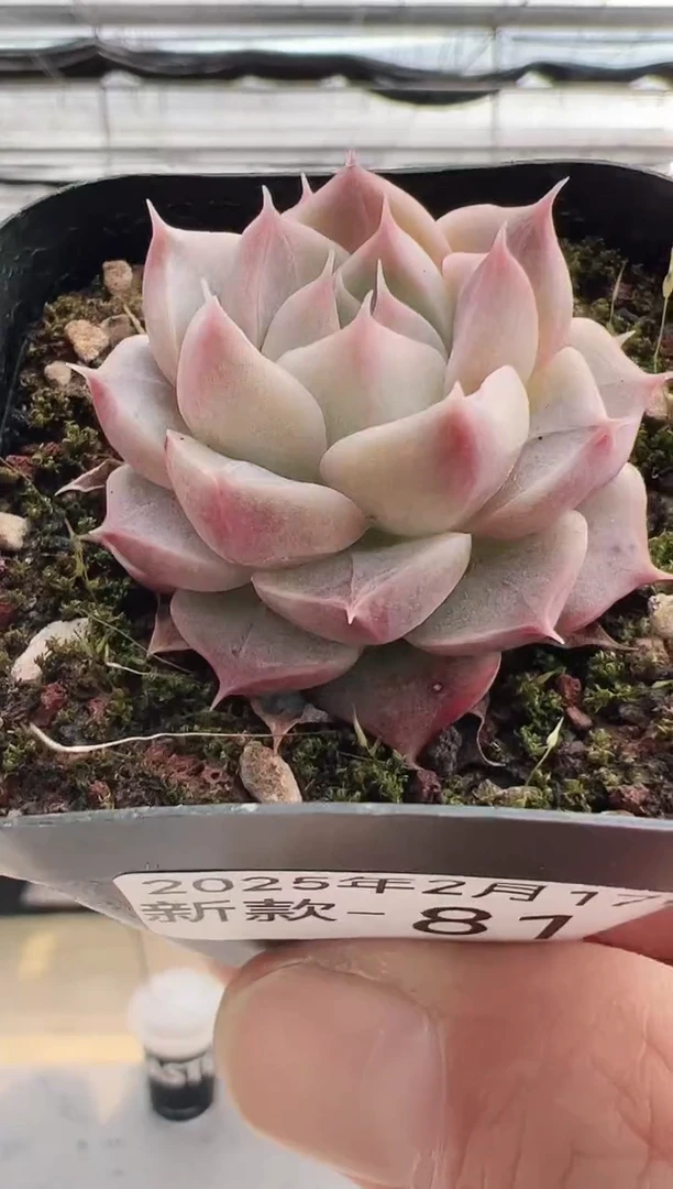 【闪购商品】新款多肉-81