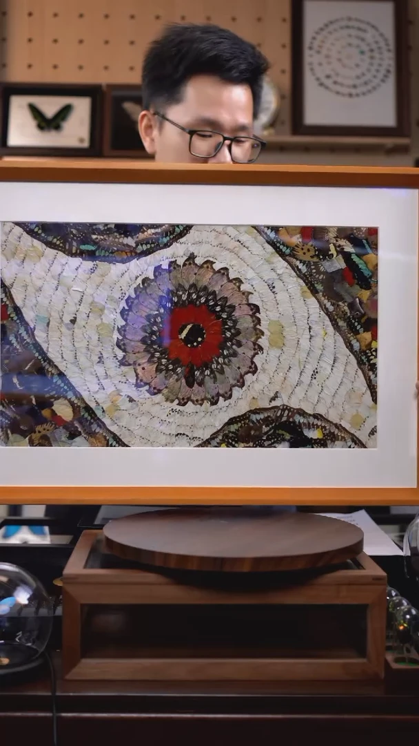 蝴蝶翅膀蝶翅画竞拍