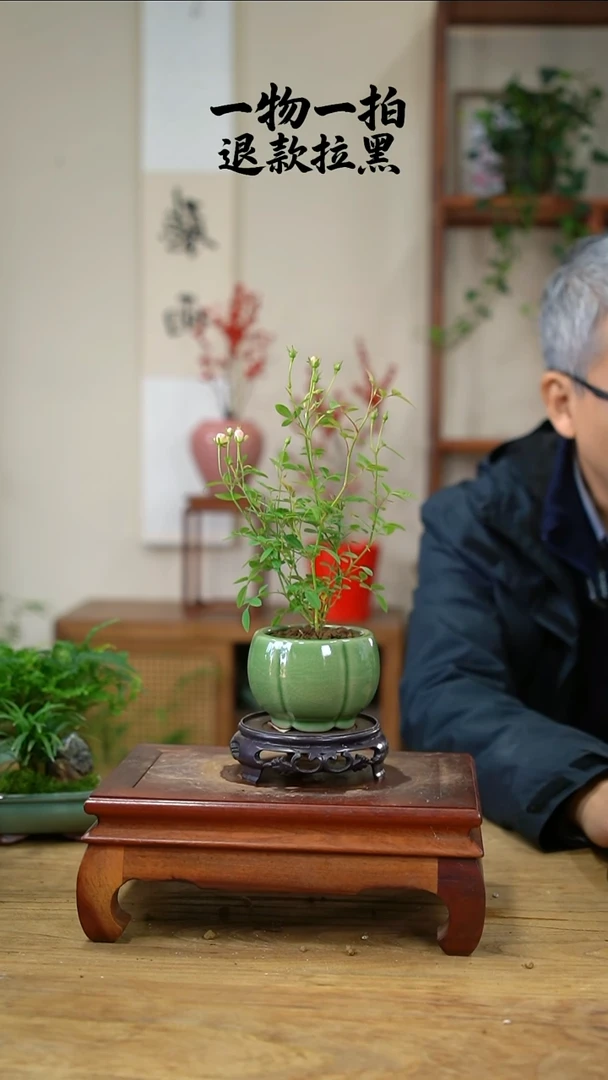 完全开放爱****兔月季476