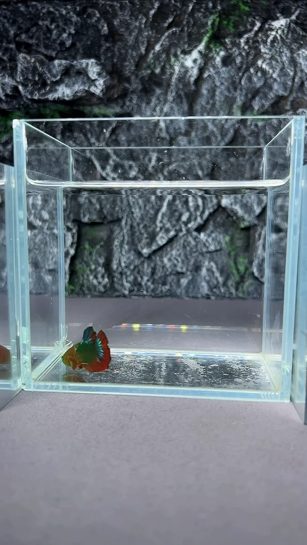 斗鱼竞拍链接A120