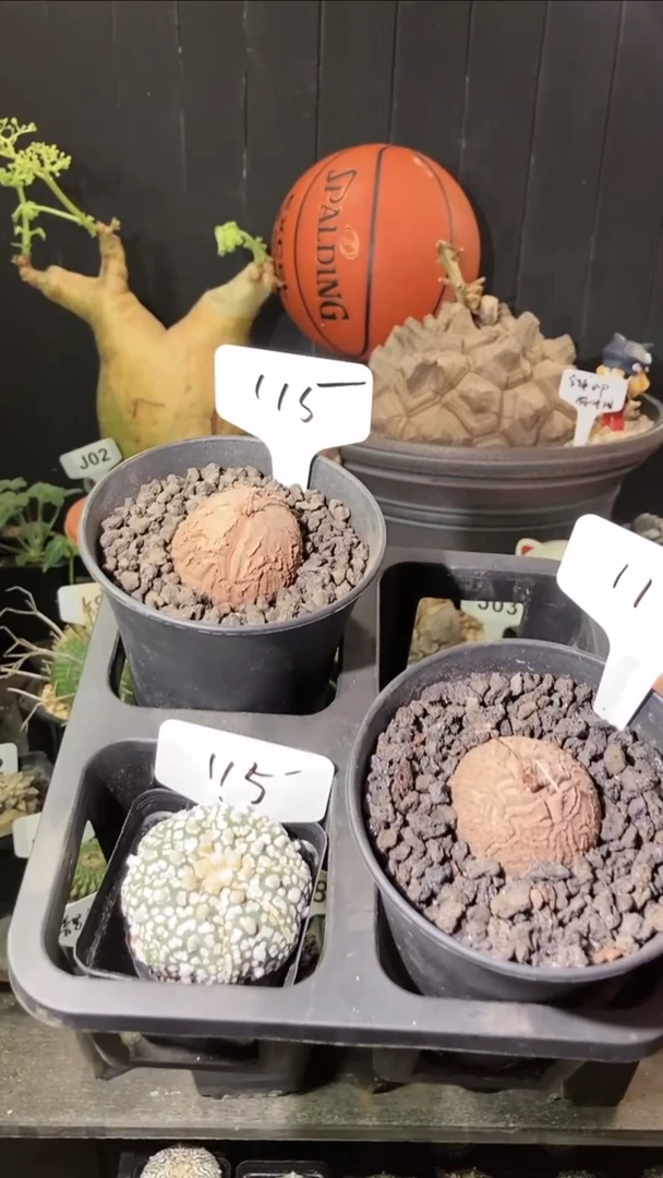 115号5.22.南非龟甲龙一组带盆送兜