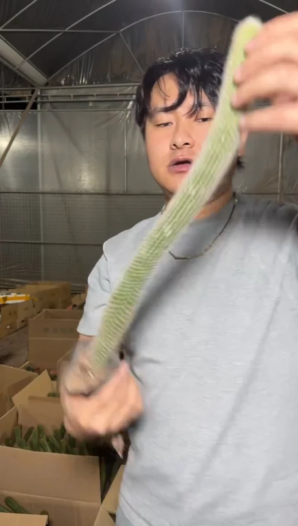 3颗【带根】九尾狐 20-30cm