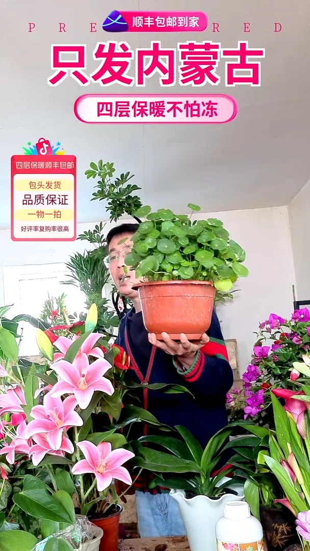 完全开放大盆铜钱草