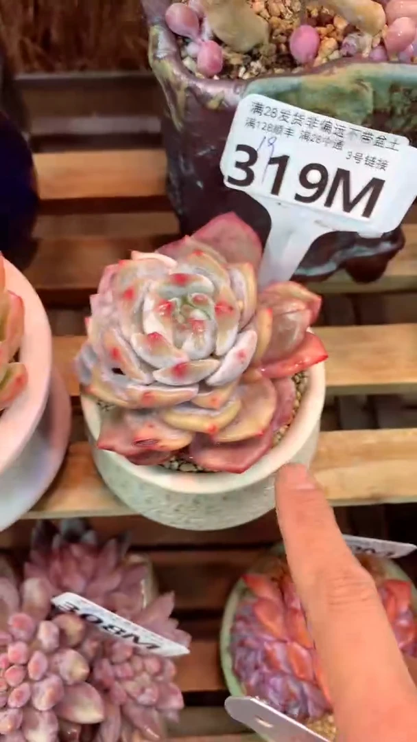 319M（一物一拍，精品多肉，所见即所得 ）