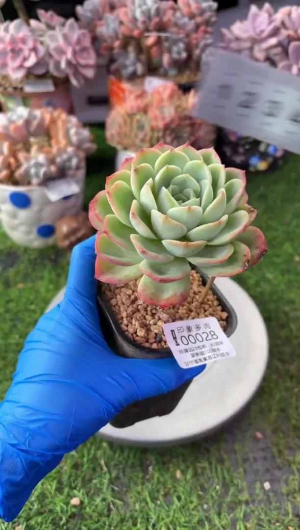 昆明印象多肉00028