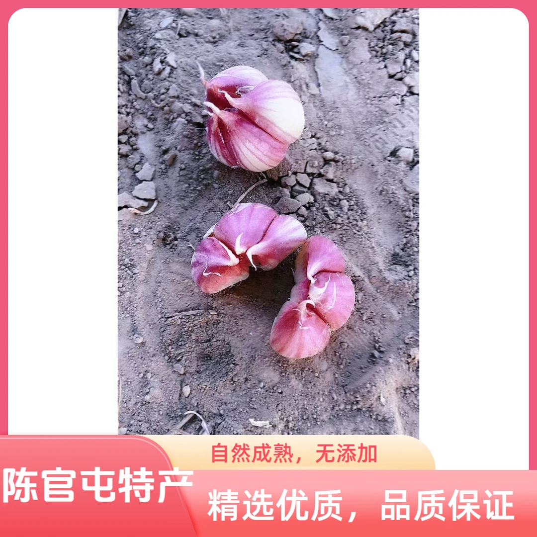 静海陈官屯四六瓣口感大蒜红皮四六瓣特色大蒜