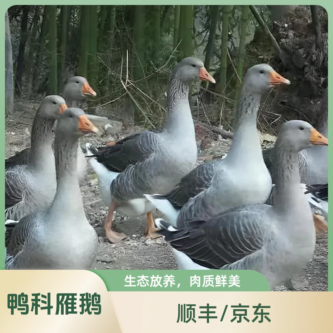 【顺丰/京东包邮】散养大雁鹅单只净重4.7-5斤带掌、带翅、带心肝