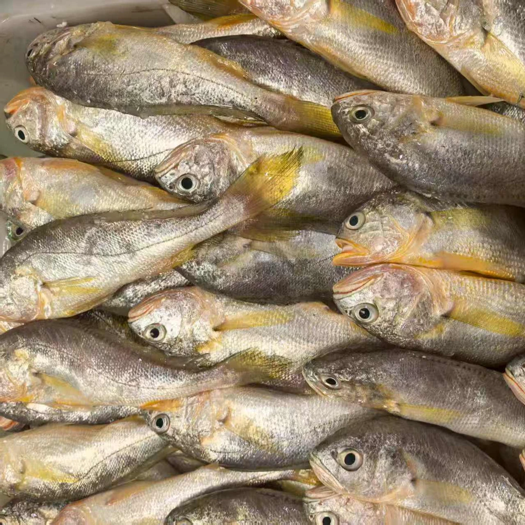 海捕小黄花鱼  新鲜海鱼 顺丰发货 次日达