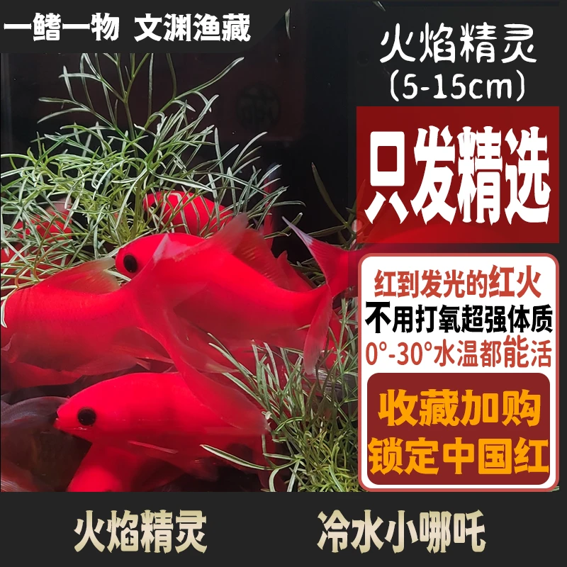 耐寒冷水血鹦鹉皮实耐养小红鱼葡萄眼金鱼苗淡水鱼
