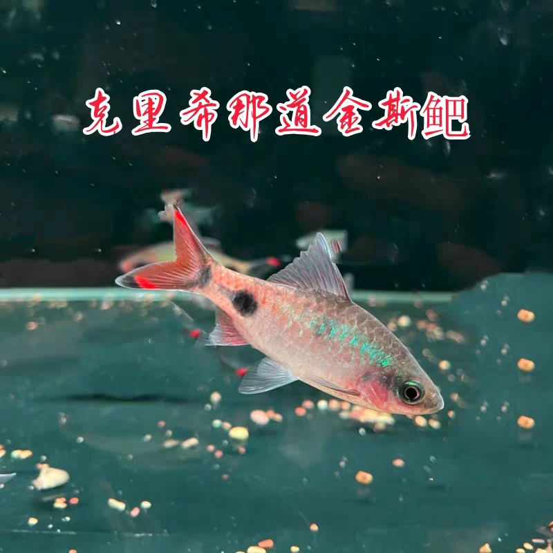 克里希那道金斯鲃原生热带鱼观赏鱼淡水梦幻彩虹黑影道人活体