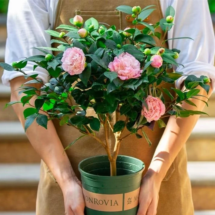 【新疆包邮】香妃茶花原盆原土带花苞发货满屋飘香 耐活好养