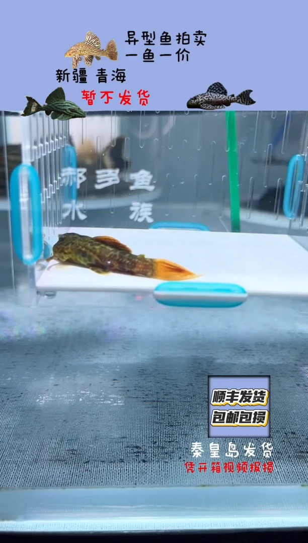 清道夫得**搞5.5+不包入缸损 短头68