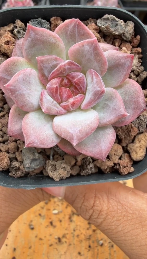 东云多肉园二店-105