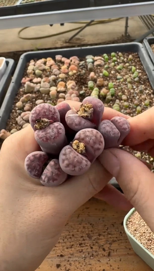 【闪购商品】7-328