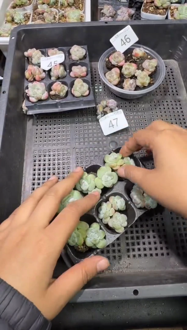 48号江北多肉-到手2棵