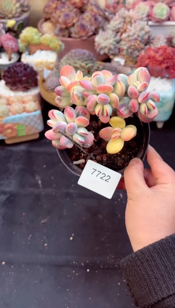 【闪购商品】7722群生福娘锦多肉