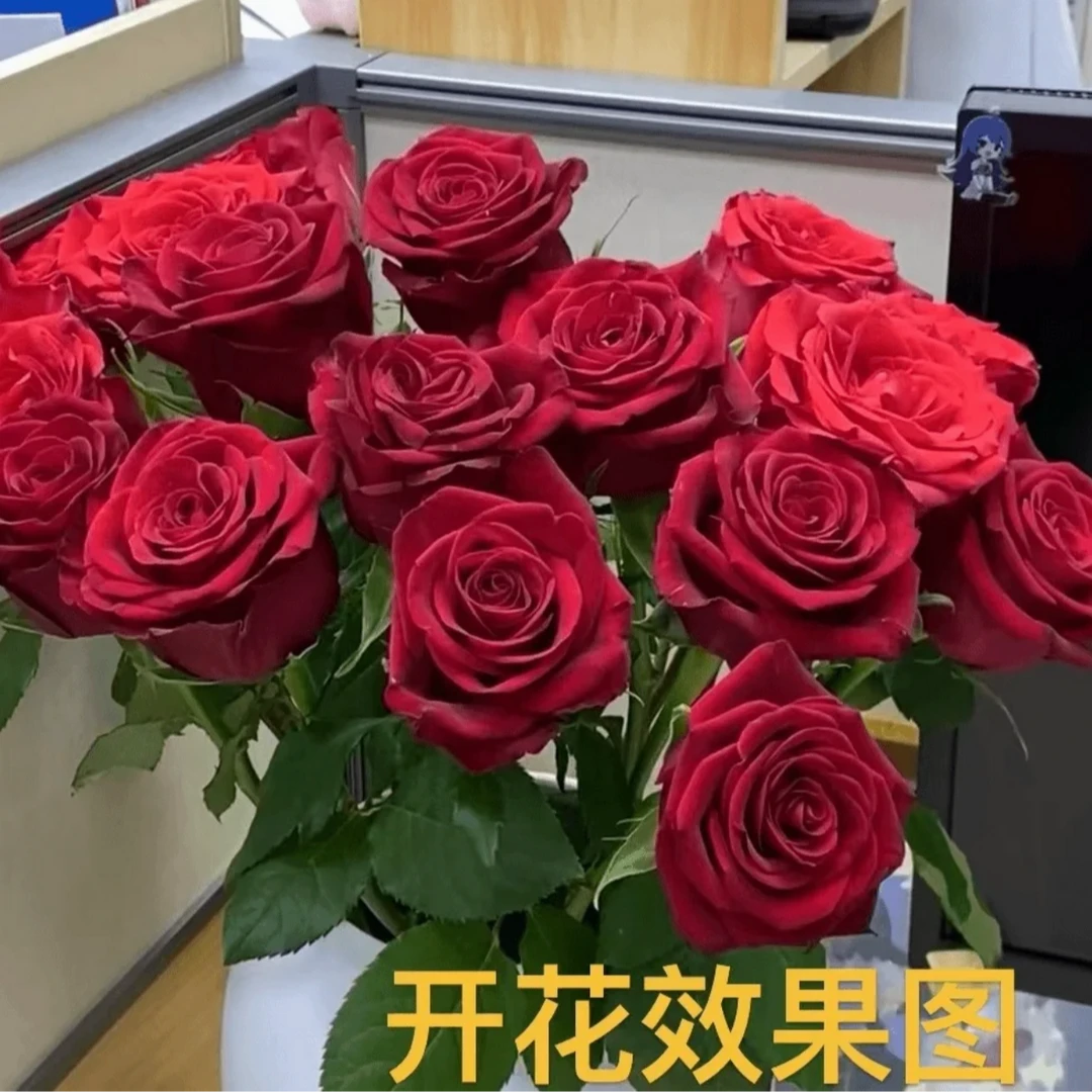 雷【180盆红丝绒】云南月季盆栽带花苞发货四季开花红色大花阳台款