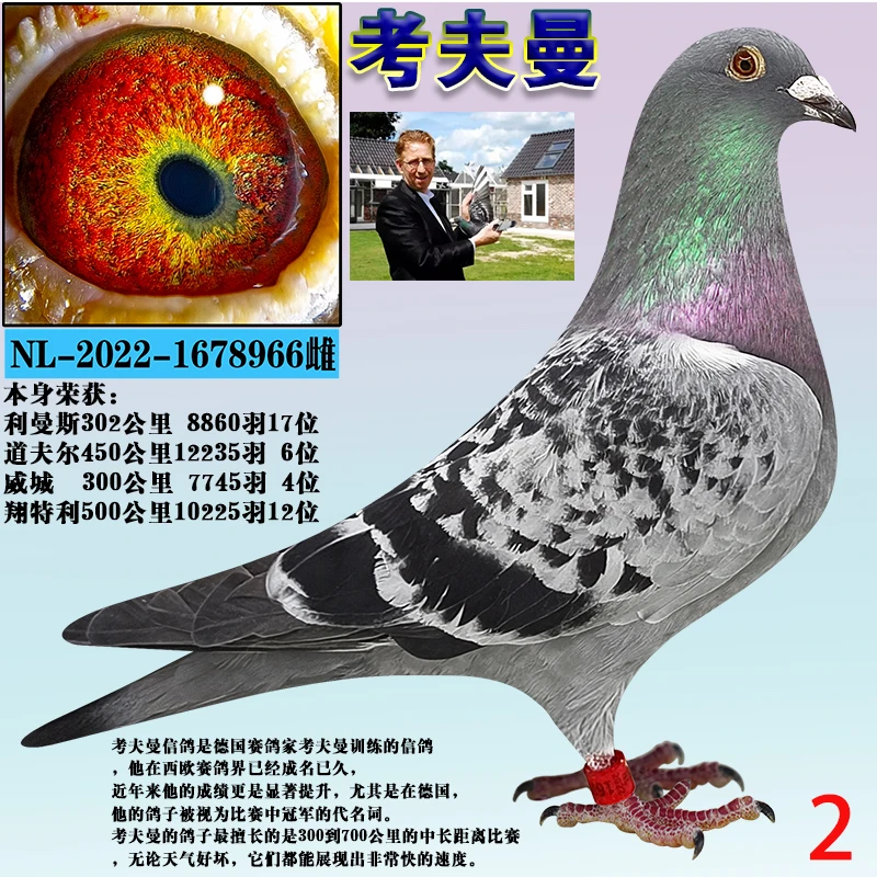 【2号】信鸽成绩鸽种鸽赛鸽原环种鸽纯血种鸽冠军信鸽