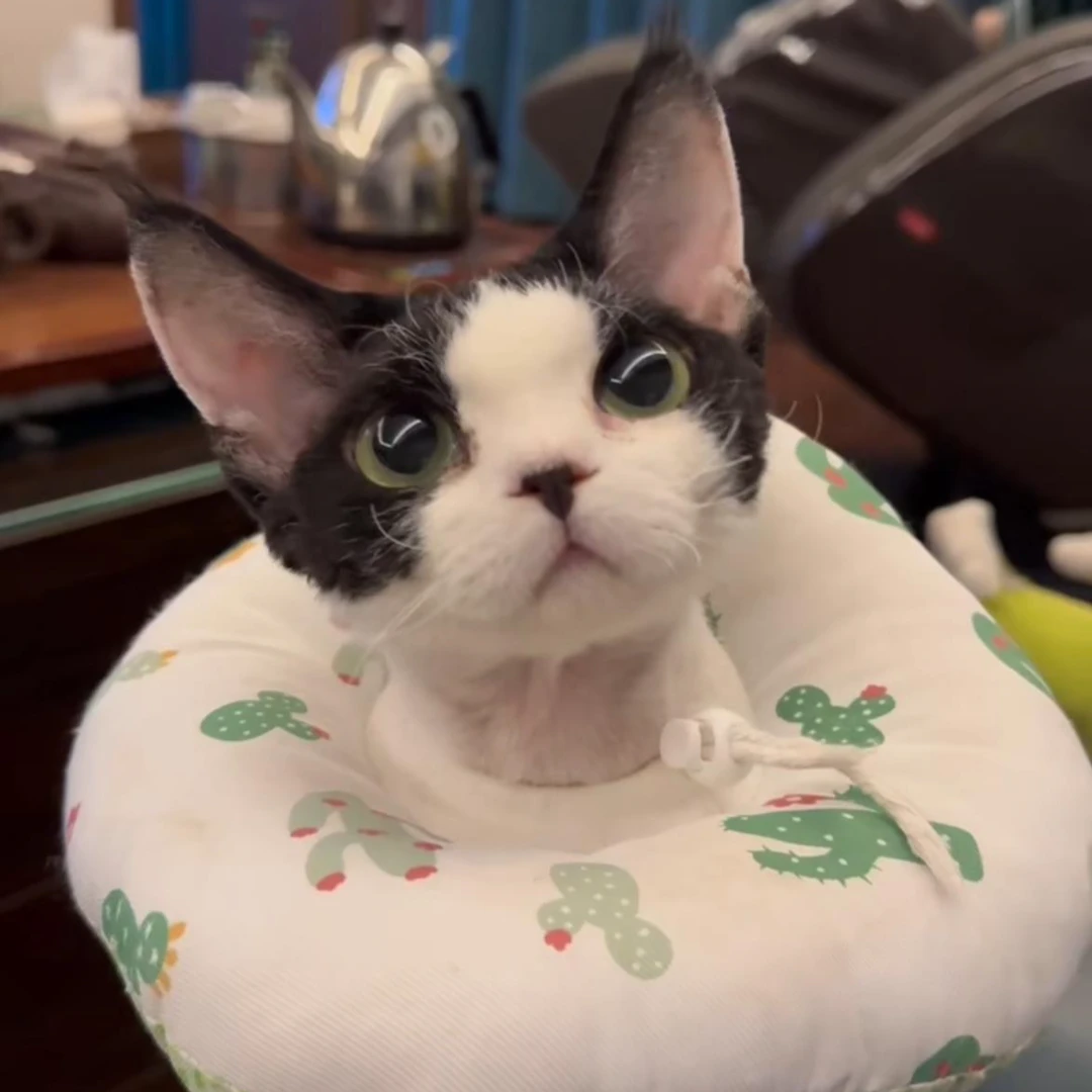 精品德文卷毛猫，全色系，可爱，爆毛