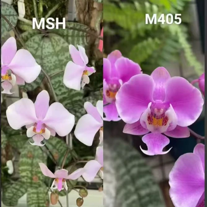 《MSH交M405》西雷利1.7寸杯小苗蝴蝶兰