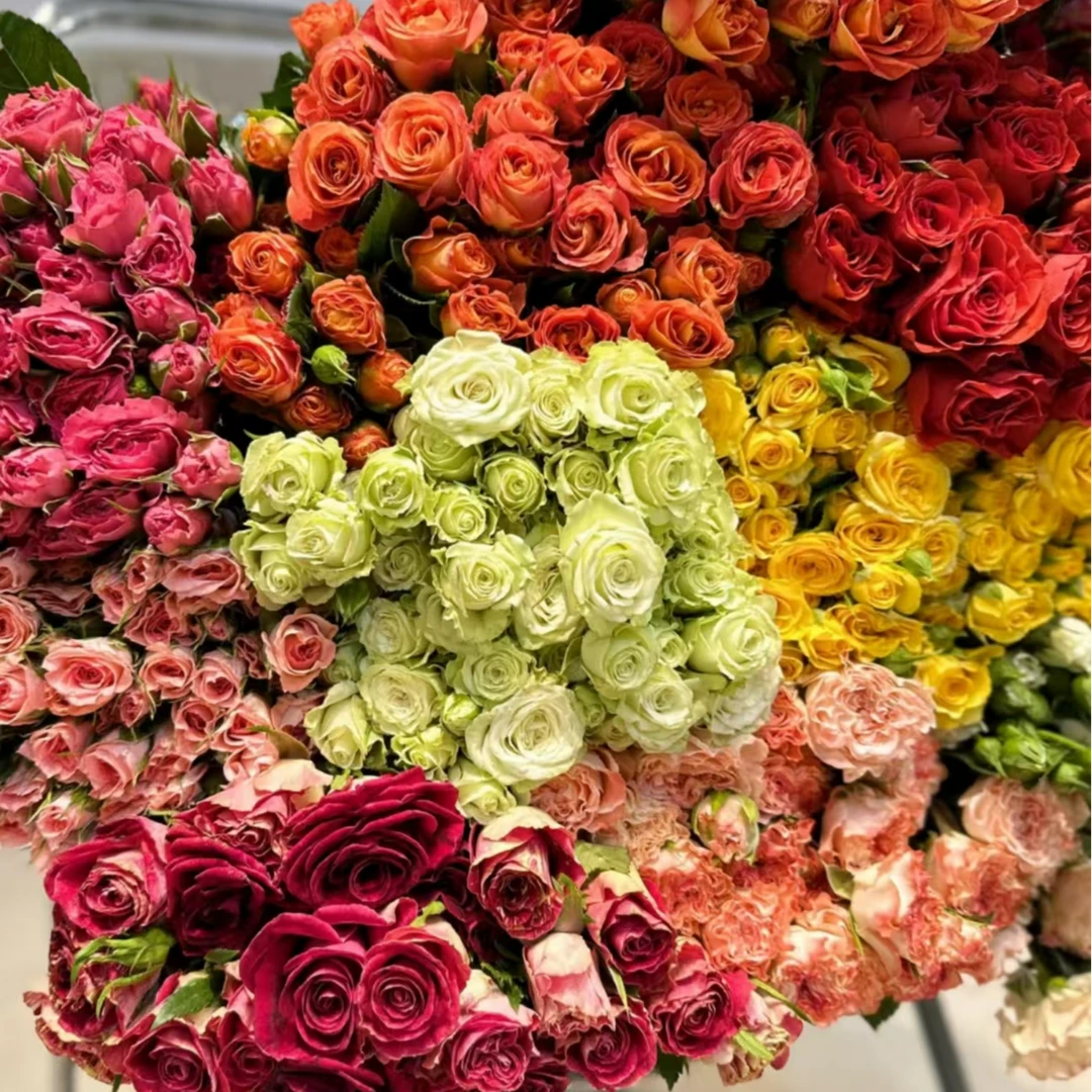 【云想】随机多头玫瑰2扎+配草