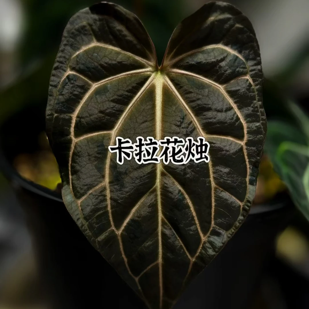 【2号】花烛热带植物ins风家居绿植热带绿林风格净化空气吸甲醛