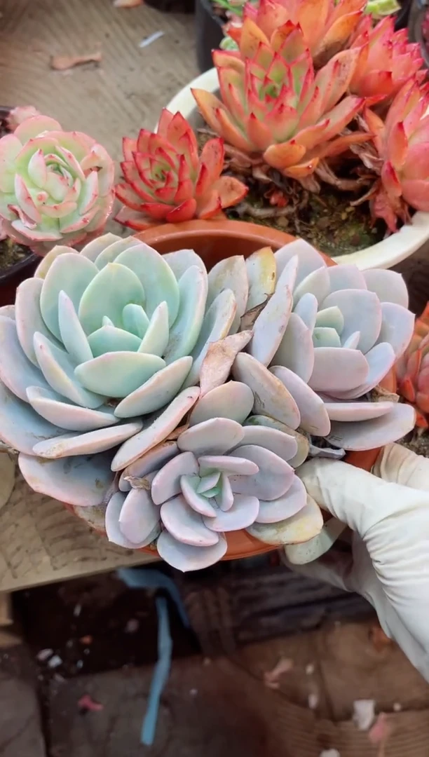 【闪购商品】11061