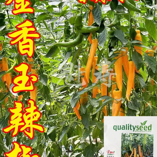 金香玉辣椒种子籽金黄色尖椒苗香辣牛角椒黄色羊角椒辣椒苗子蔬菜