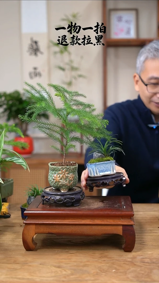 完全开放L****y南洋杉608