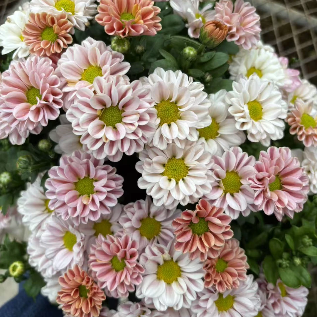 玲珑小菊盆栽花苗阳台庭院耐热多花多季节开耐热耐寒抗病性